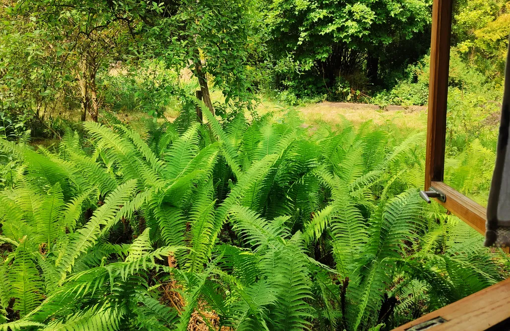 Jodłowiec Domki Domek Paproć 1