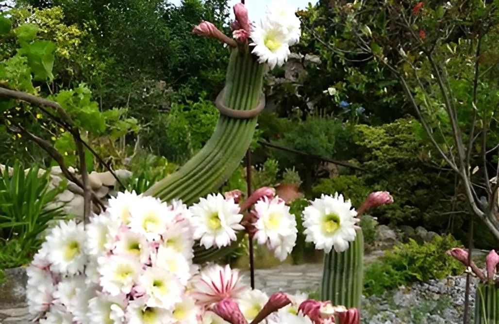 alojamientos AlohaCamp x 3