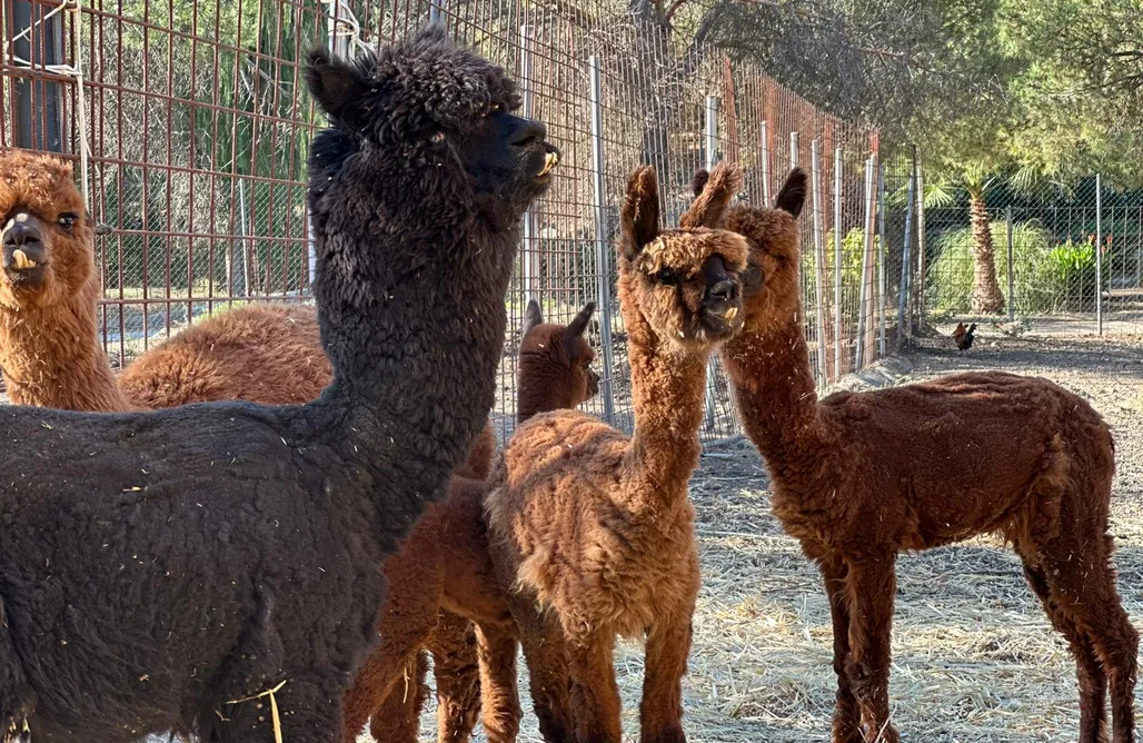 alojamientos AlohaCamp Chozos Rurales Berlanga 1