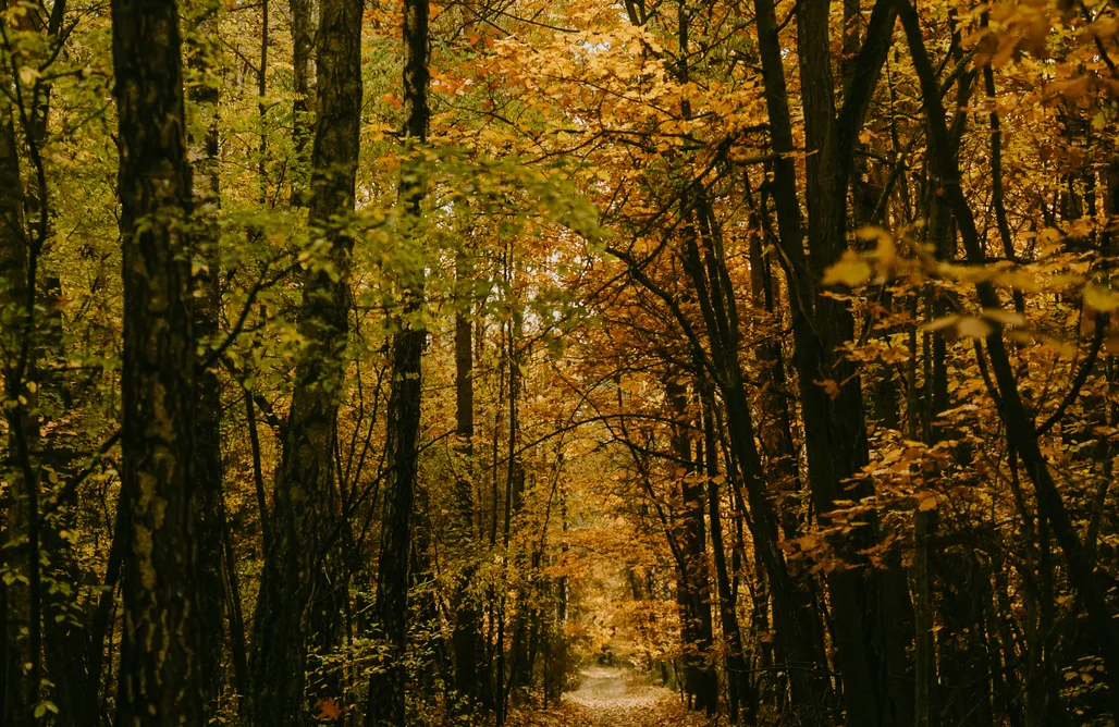 ubytování AlohaCamp Obserwatorium | Patoki. Dom i las. 1
