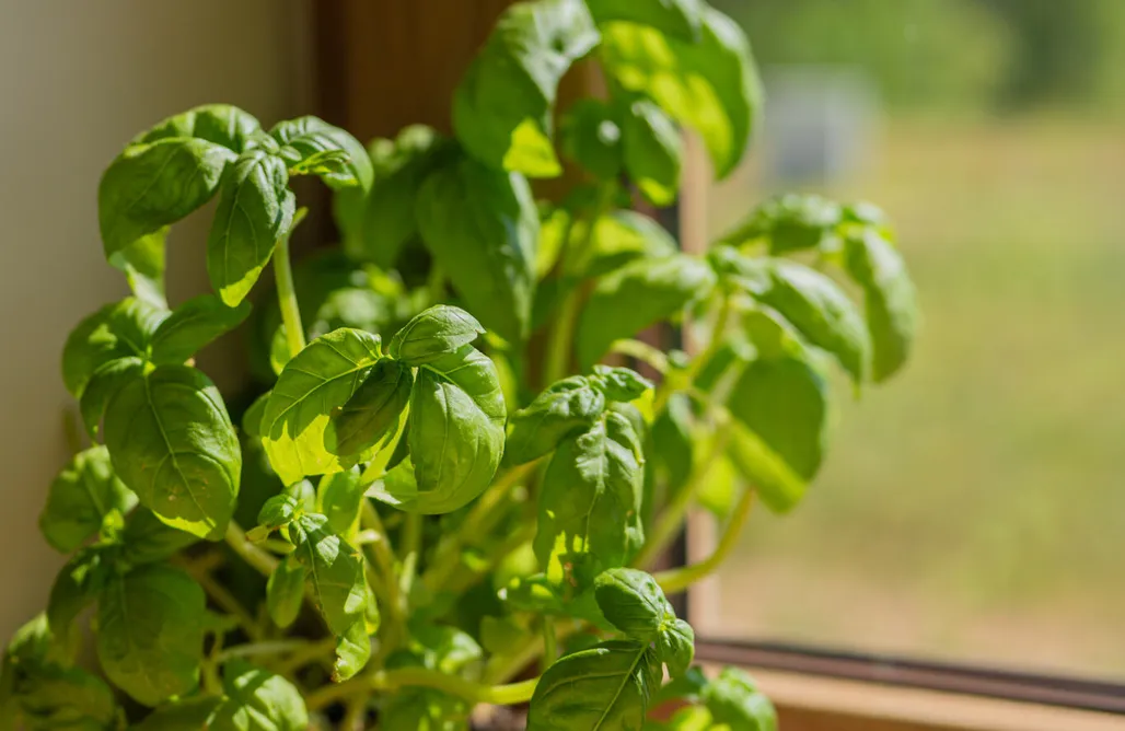Alloggi AlohaCamp Warmińska Polana - Dom w sercu natury Gietrzwałd 1