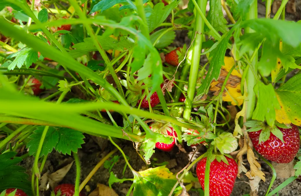 Tanie Noclegi Giżycko Masuria Resort Village 1