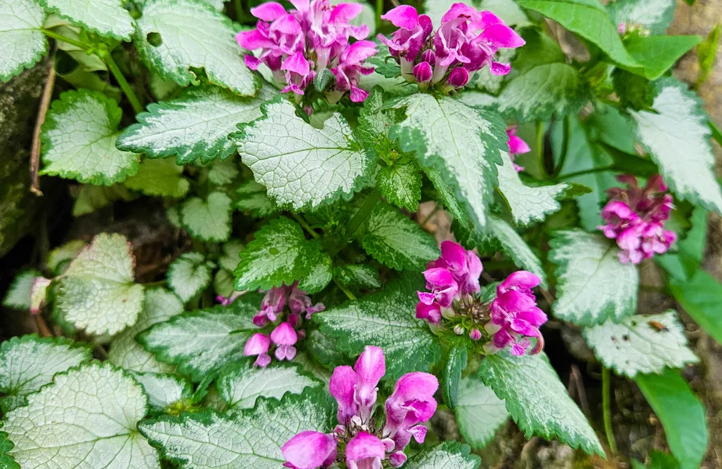 AlohaCamp accommodation Łęgowska Dolina 1