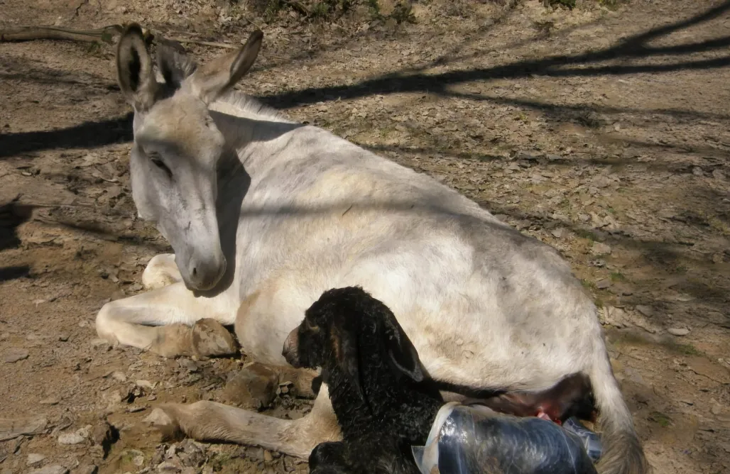 AlohaCamp accommodation Huerta de Cañamares 1