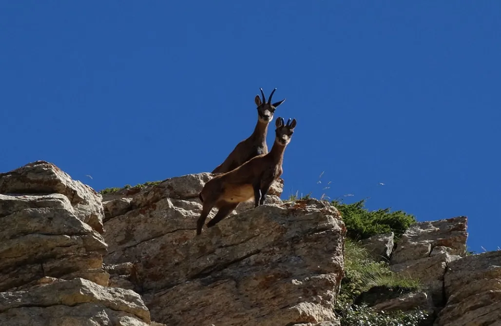 noclegi AlohaCamp Chalet en la montaña 1