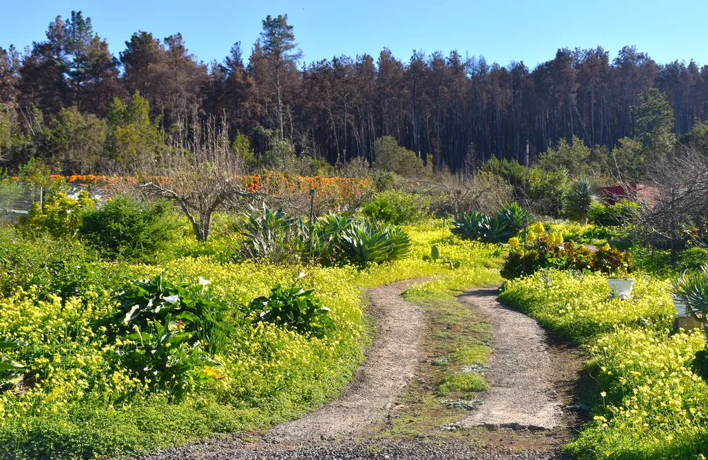 AlohaCamp La negrita 1