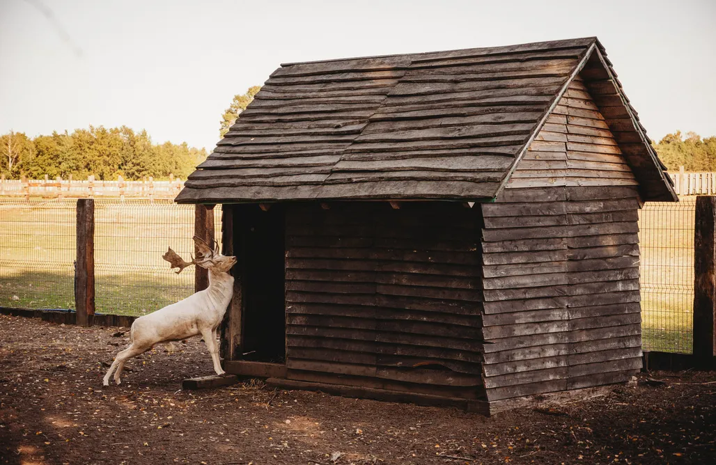 Domek na drzewie z ręcznie rzeźbioną drewnianą wanną AlohaCamp