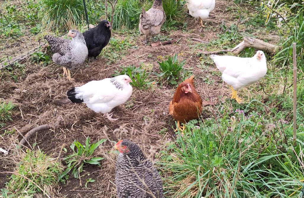 alojamientos AlohaCamp La longère aux agrumes 1