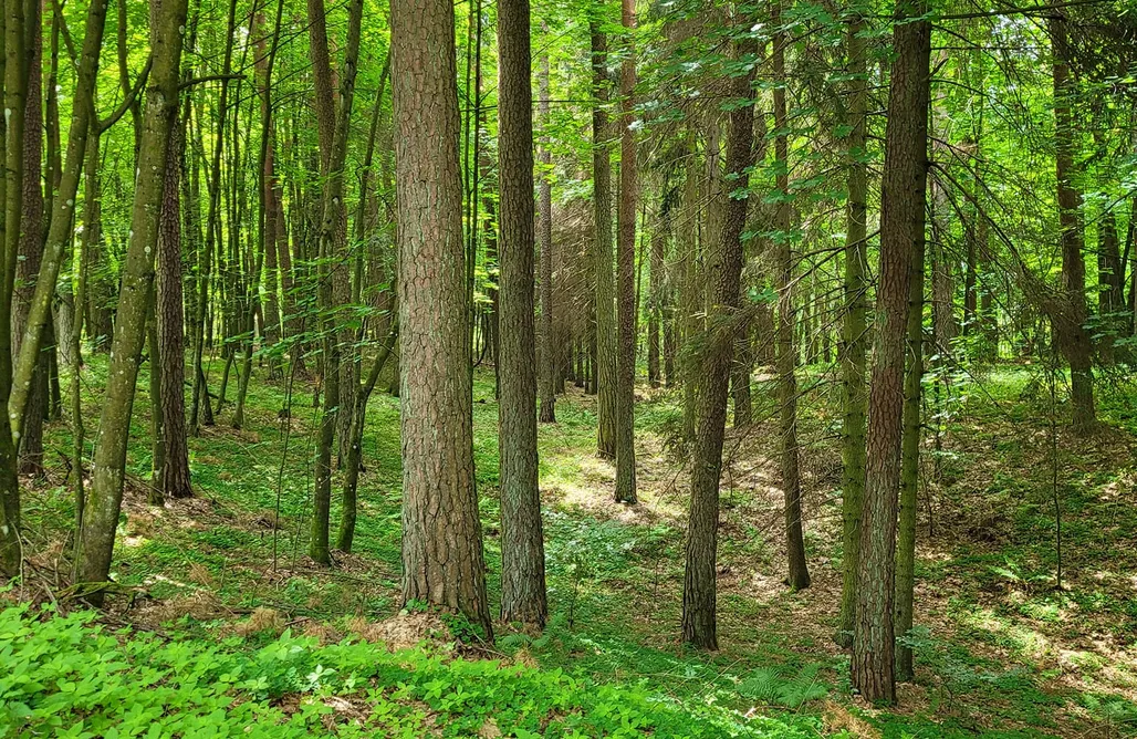 noclegi AlohaCamp Kalimera 3