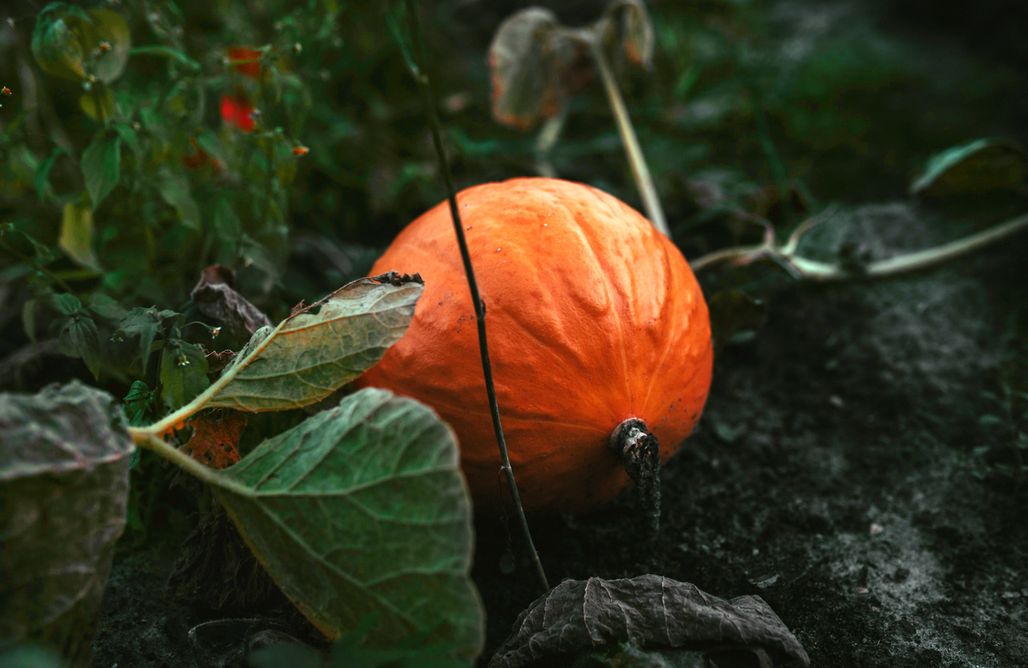 AlohaCamp Namiot glampingowy 3 (4-os.) 1