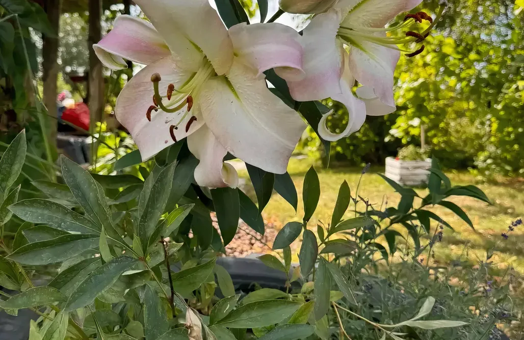 AlohaCamp Chateau Teodozia 1