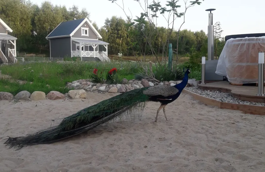 noclegi AlohaCamp Ostoja Pawie Oko 1