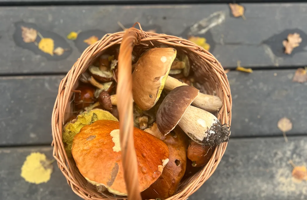 AlohaCamp Dom Snów 1