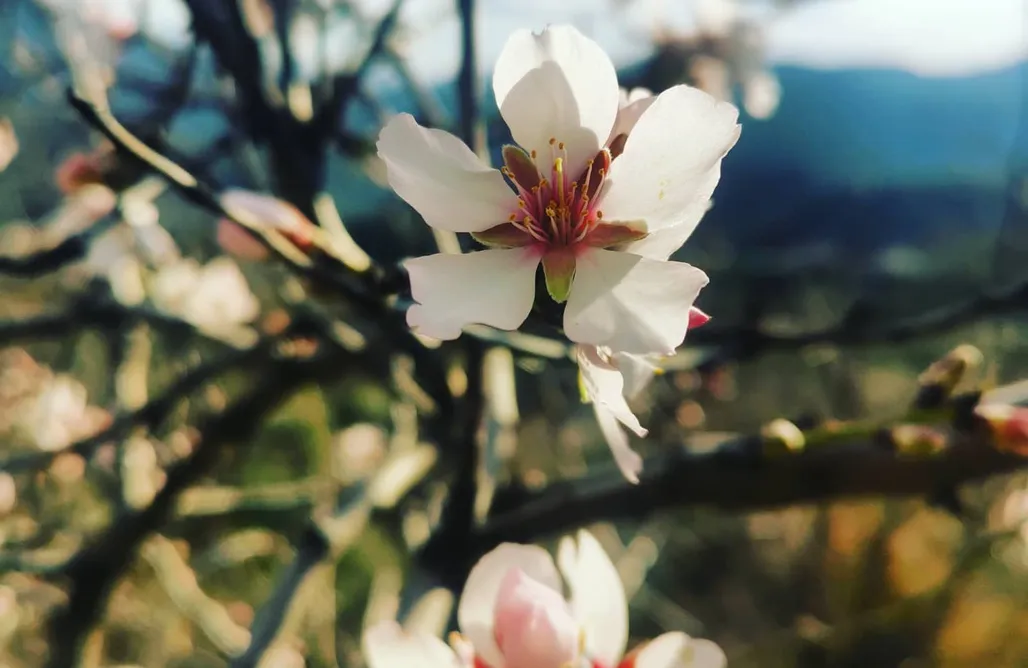 AlohaCamp Casita Lux 1