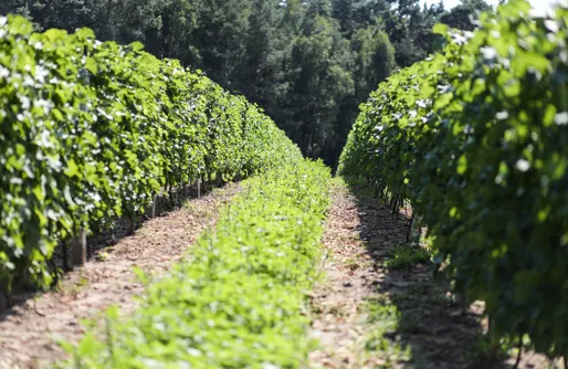 Zdjęcie obiektu Miejsce kamperowe - Winnica Dwórzno