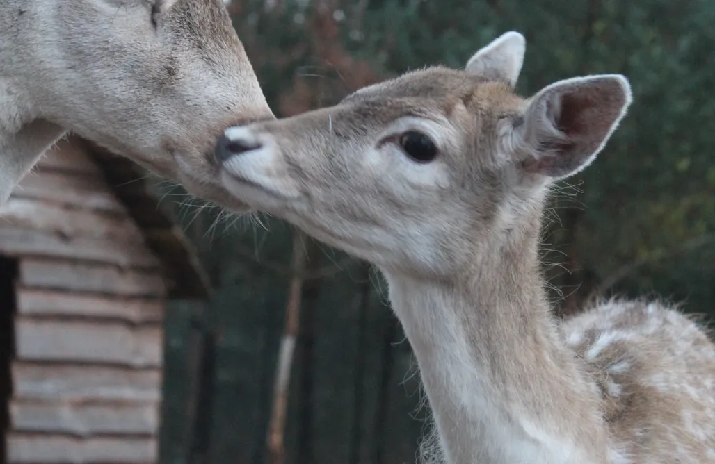 AlohaCamp Chatka Leśna 1