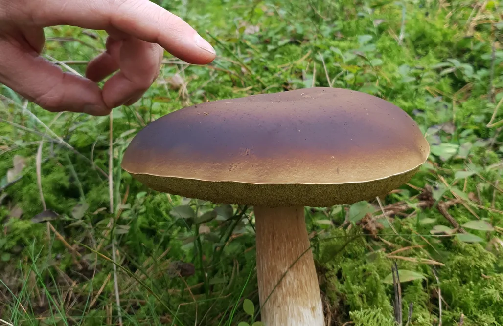 Alloggi AlohaCamp Komfortowe domki nad jeziorem Tałty na Mazurach w prywatnym parku 1