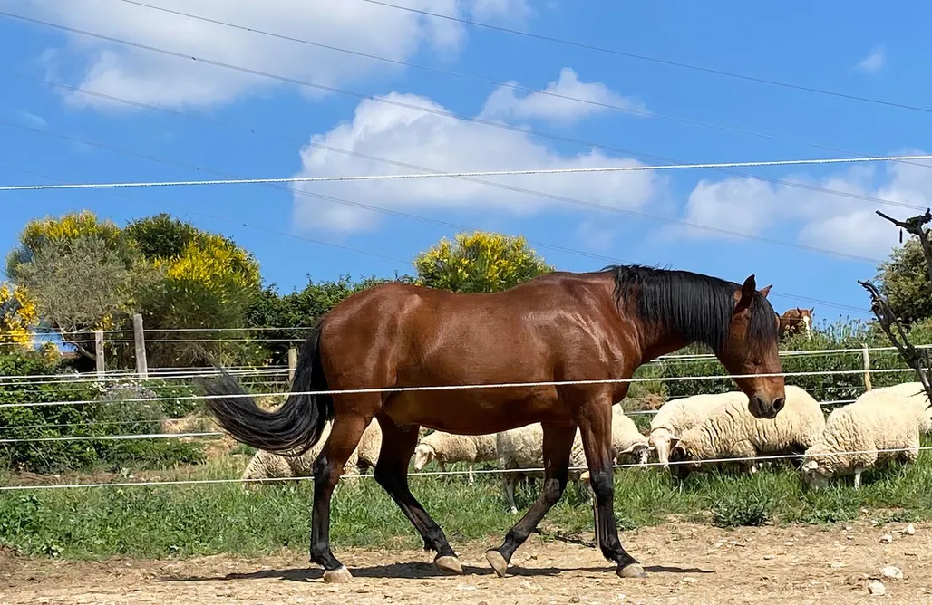 Cave House Spain Coqueta Tiny House en granja rural 1