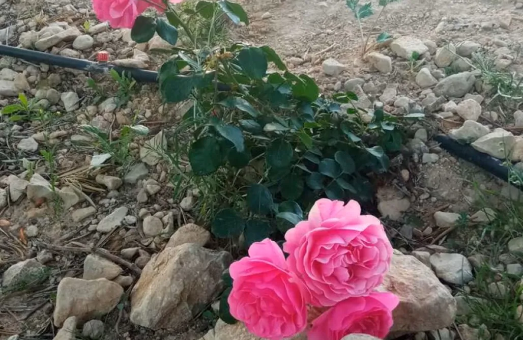 Camping Holidays Spain Sitio para campers: Entreviñas 1