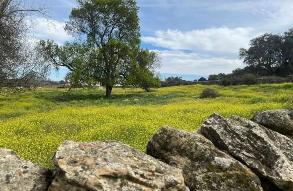 AlohaCamp La Yedra 1