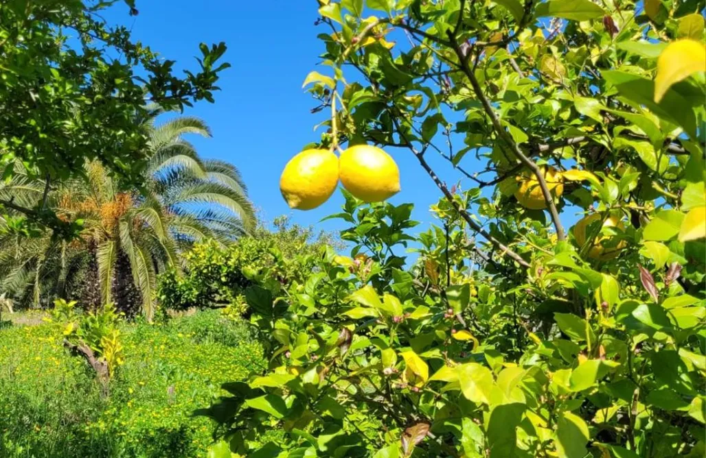 Alquiler Vacacional en Chipiona Finca Montebello Benajarafe 1