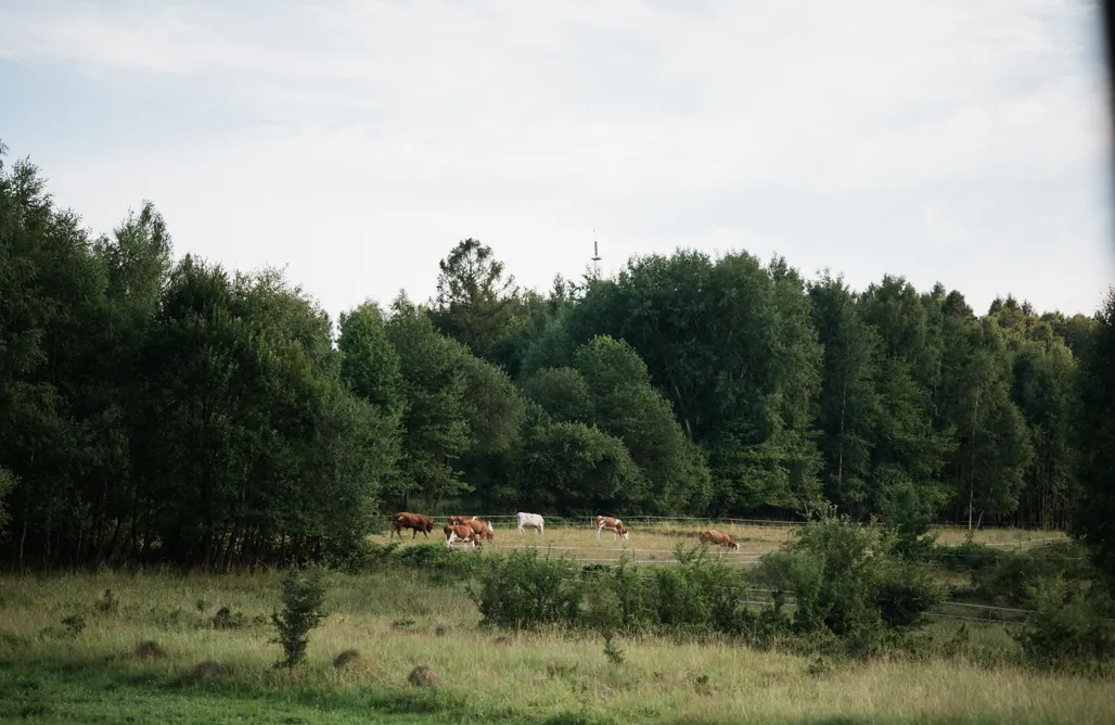 Fajne miejsce na wakacje z dzieckiem w Polsce kurza łapka  1