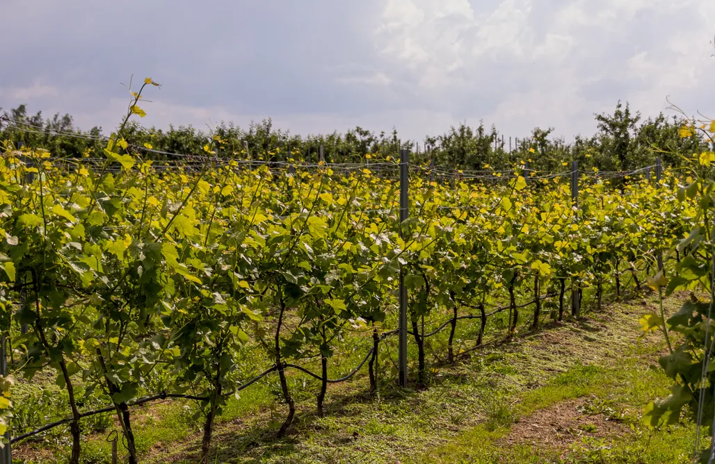AlohaCamp Winnica Pod Jabłonią 4