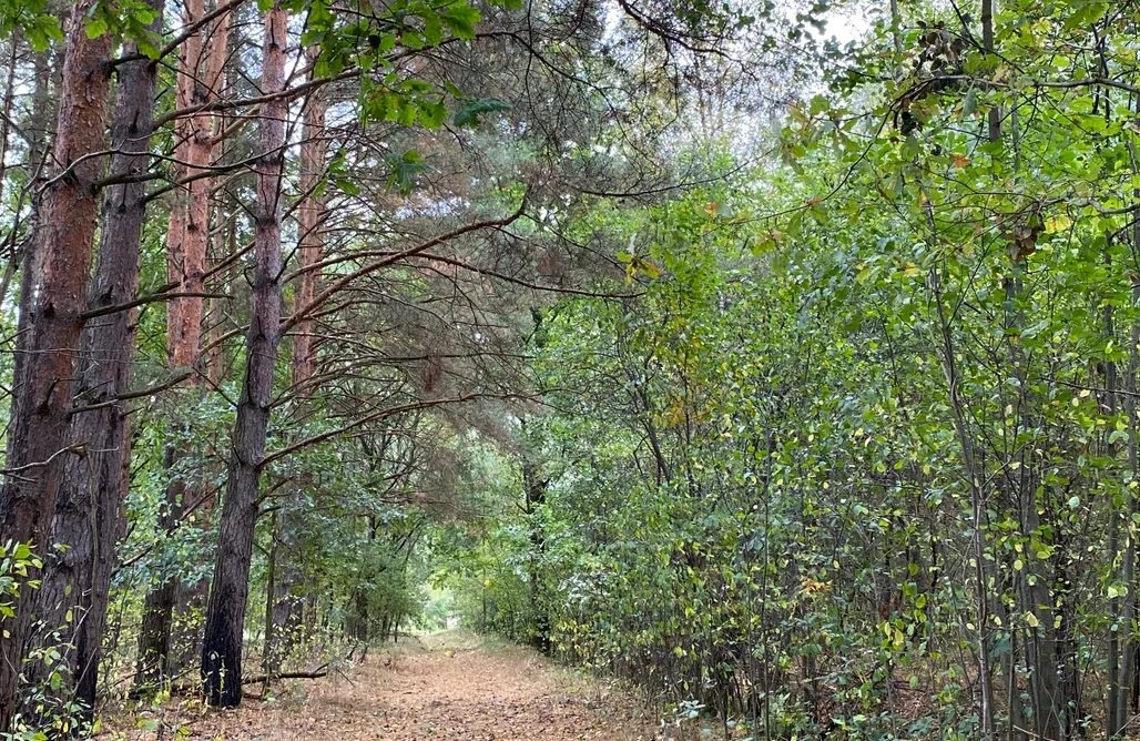 AlohaCamp Wrzosowisko 1