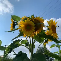 Filip gospodarz Domek Wśród Pól z Jacuzzi