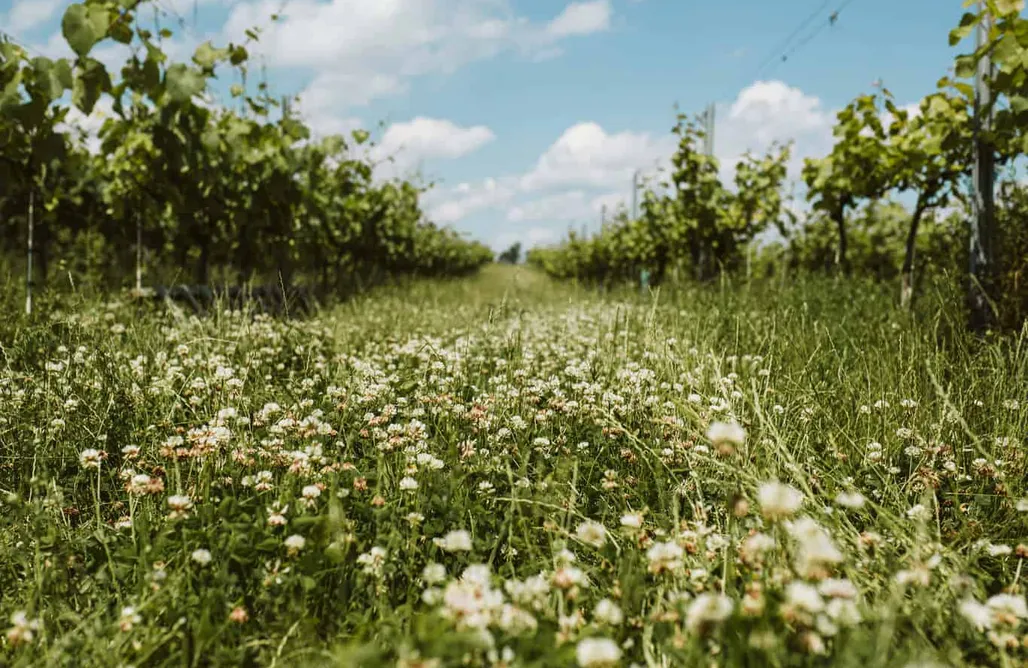 noclegi AlohaCamp Miejsce kamperowe - Winnica Wzgórz Trzebnickich 4