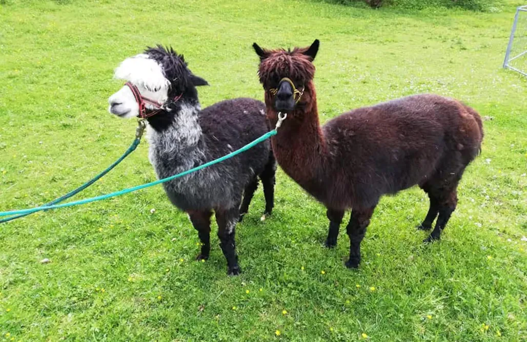 Hütte Im Wald Mieten Chiemsee einzigartiges Campingerlebnis im Schlaffass 1