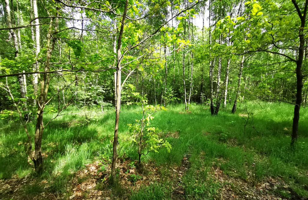 Camping Nad Jeziorem Miejsce kamperowe i namiotowe - Zaczarowany las 3