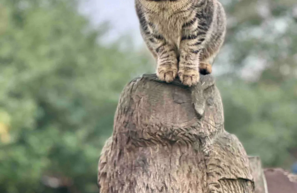 Tiny House Bayern Tiny Houses in Dargun 1