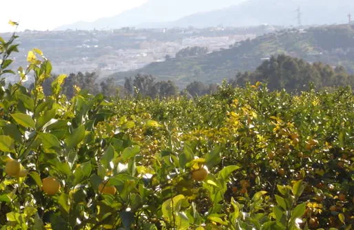 Imagen de Finca Azahar