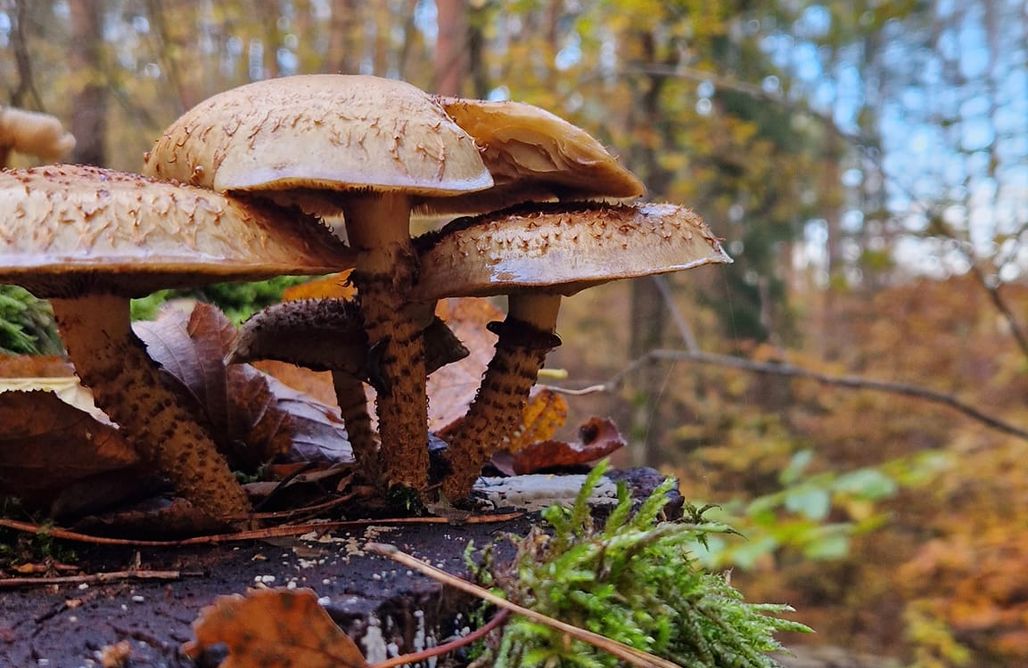 Sprawdź nowości w AlohaCamp🌲 Leśny Kont Mazury 1