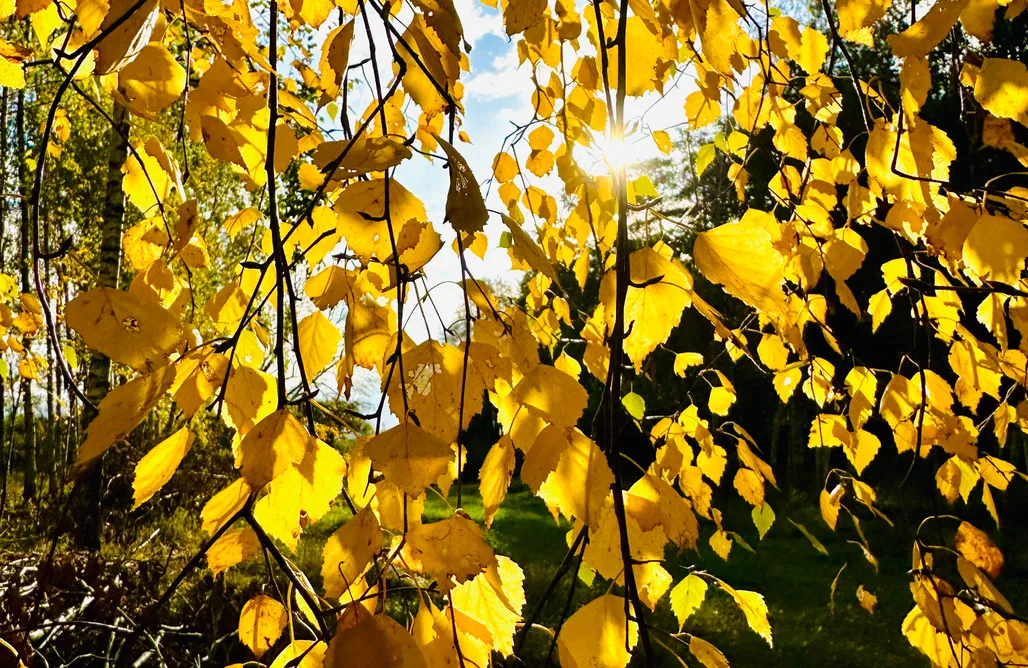 Wawrowice Domki Szumi Brzoza   1