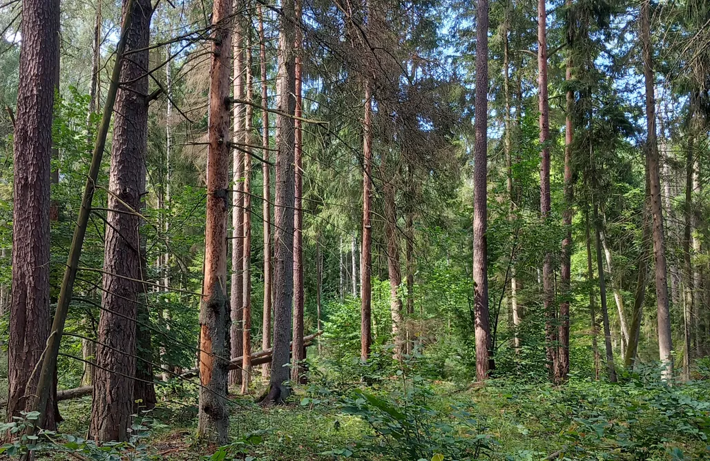Alloggi AlohaCamp Leszczewo 15 5