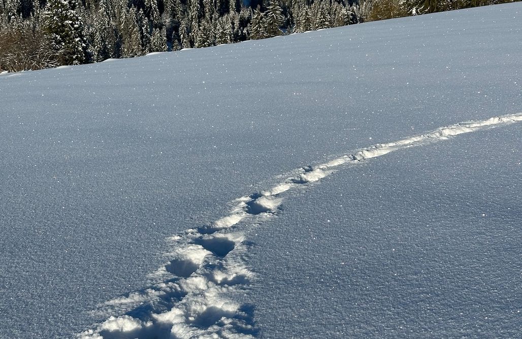 AlohaCamp Górski domek 6 dorosłych + 2 dzieci z działką na wyłączność 1