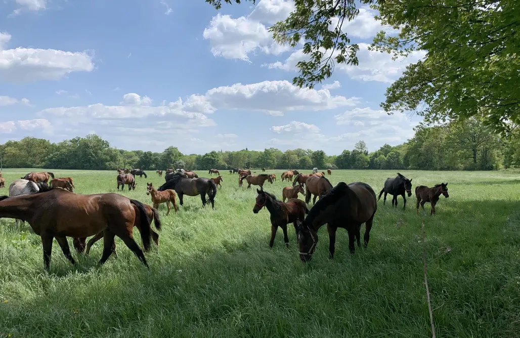 Domki nad Jeziorem Dolnośląskie Loft N°39 1
