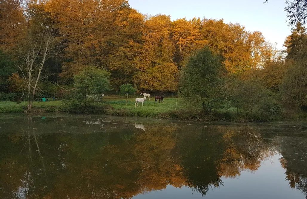 noclegi AlohaCamp Nid dans la forêt 4