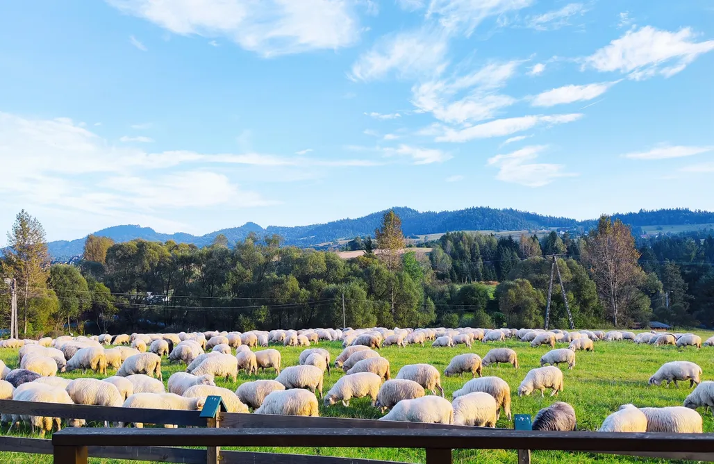 Leśna Przystań domki całoroczne AlohaCamp