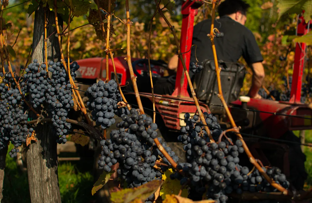 AlohaCamp Winnica Łukasz 1