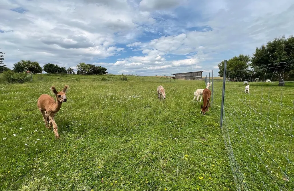 Hütte Im Wald Mieten München Bauernhof Glamping mit Alpakas und Ziegen 1