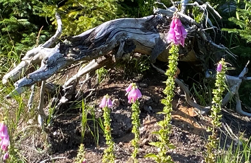 Alte Försterei Wildenthal AlohaCamp