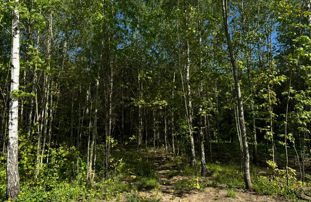 noclegi AlohaCamp Noclegi pod lasem w Cybulkach  5