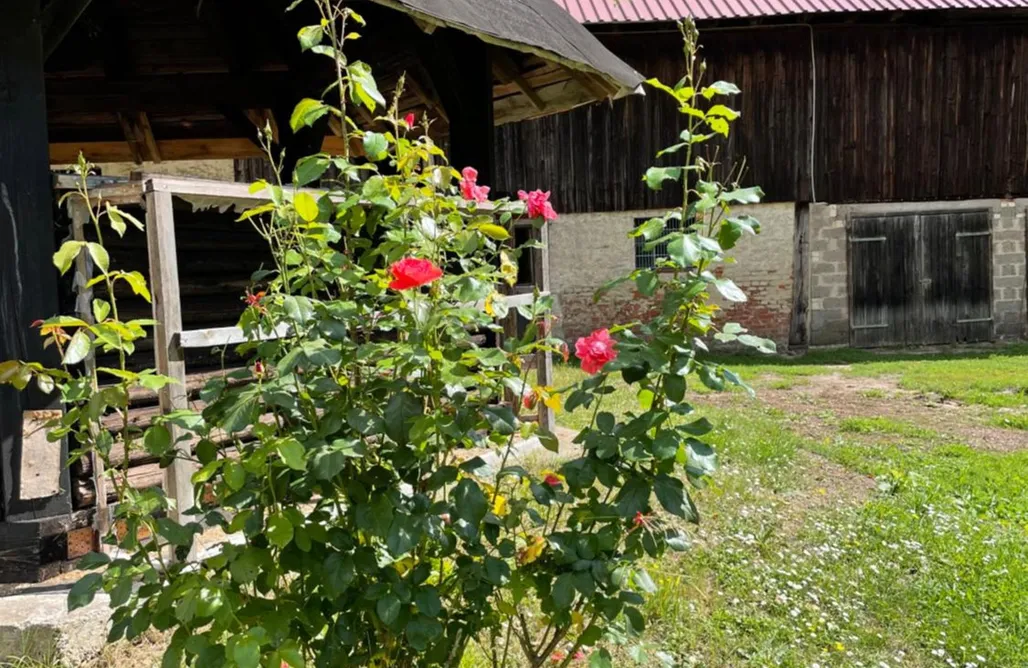 noclegi AlohaCamp Schellnhof 5