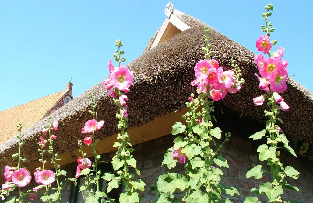 noclegi AlohaCamp Hexenhaus auf Rügen 5