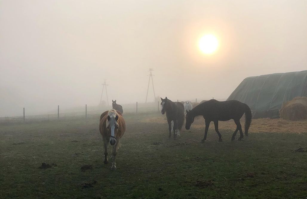 noclegi AlohaCamp Miejsce kamperowe i namiotowe - Stajnia Nad Strumykiem 2