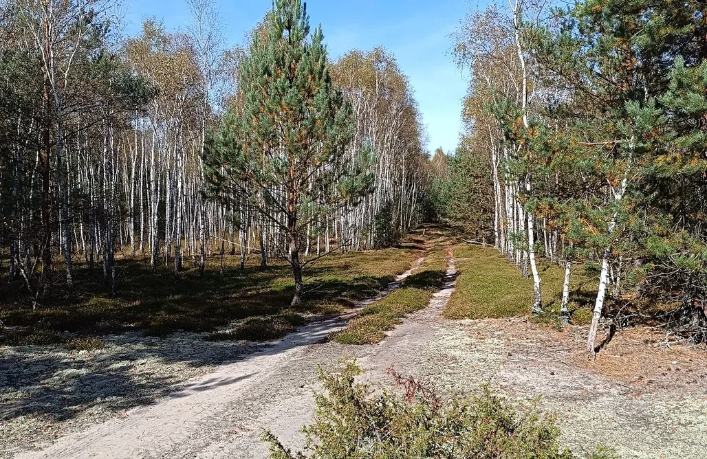 noclegi AlohaCamp Jurta na skraju Lasu 1