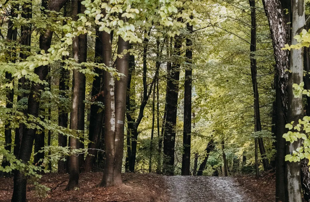 Noclegi W Górach Okno na Beskidy, domek LAS z balią , sauną i widokiem na góry  1